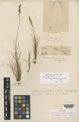 Kew Gardens K000290465:  Haviland, G.D. [1400] Borneo