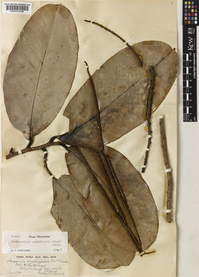 Kew Gardens K000832409:  Ritching, H. [s.n.] Malaysia