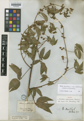 Kew Gardens K000532625:  s.coll. [1079] Brazil