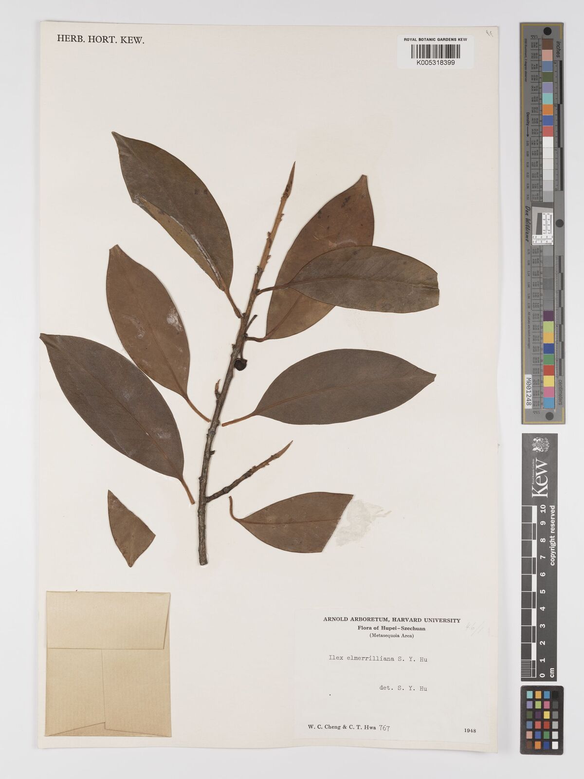 Ilex subrotundifolia