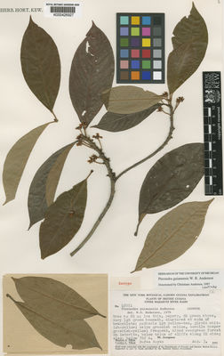 Kew Gardens K000426927:  Tillett, S.S.; Tillett, C.L.; Boyan, R. [45011] Guyana