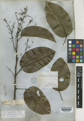 Kew Gardens K000485606:  Schomburgk, R.H. [440 (696 R)] Guyana