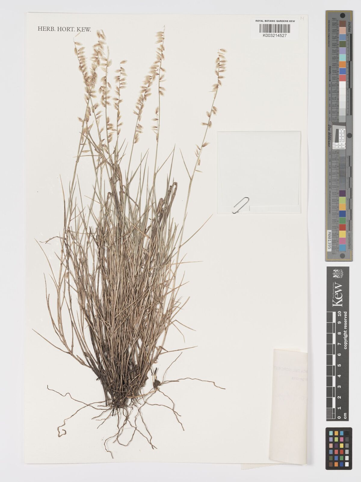 Melica stuckertii