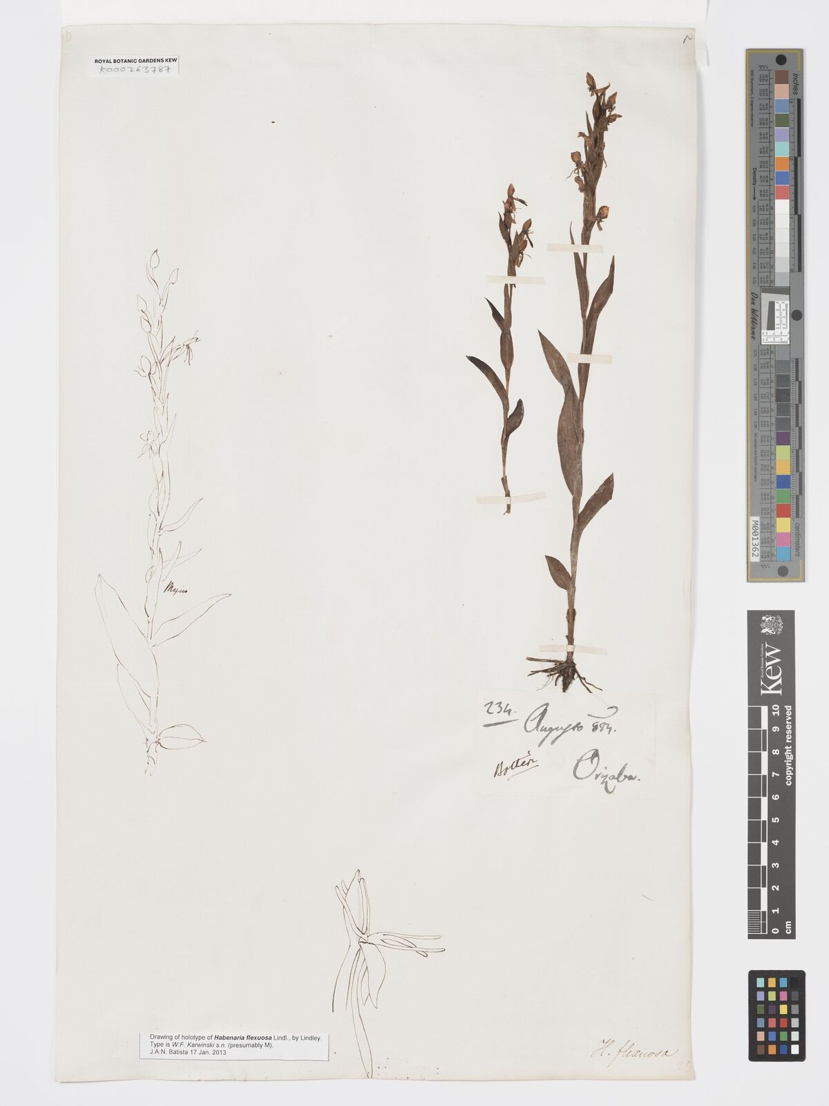 Habenaria flexuosa