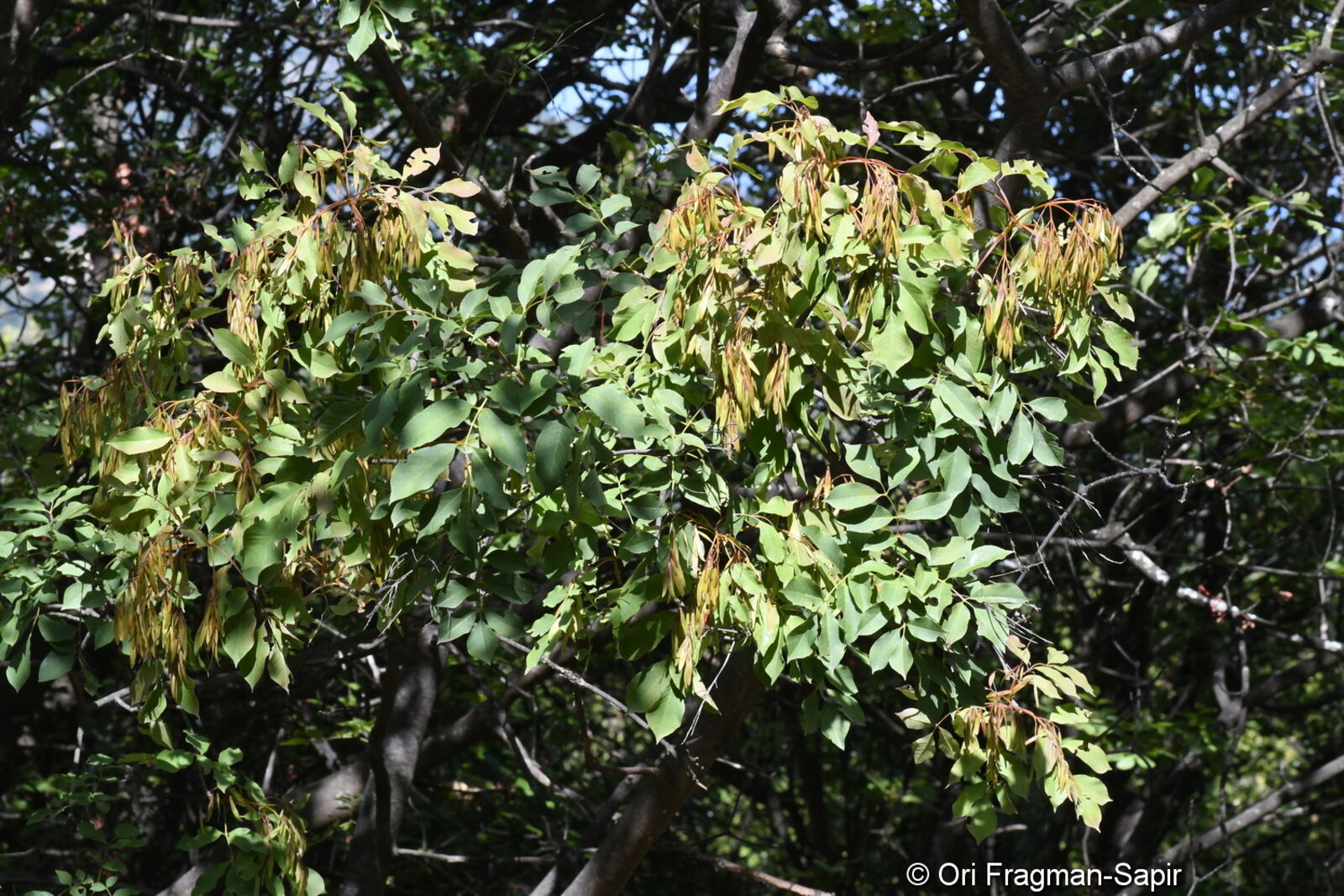 Fraxinus ornus subsp. ornus | Plants of the World Online | Kew Science