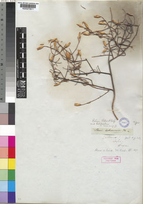 Kew Gardens K000273511:  Drege [s.n.] South Africa