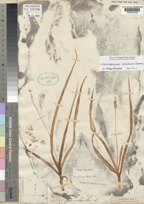 Kew Gardens K000257033:  Johnston, H.H. [s.n.] Tanzania