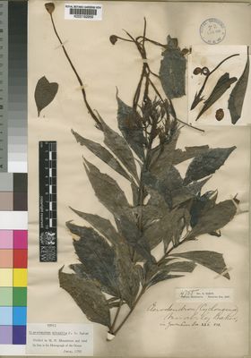 Kew Gardens K000192959:  Baron, R. [4755] Madagascar