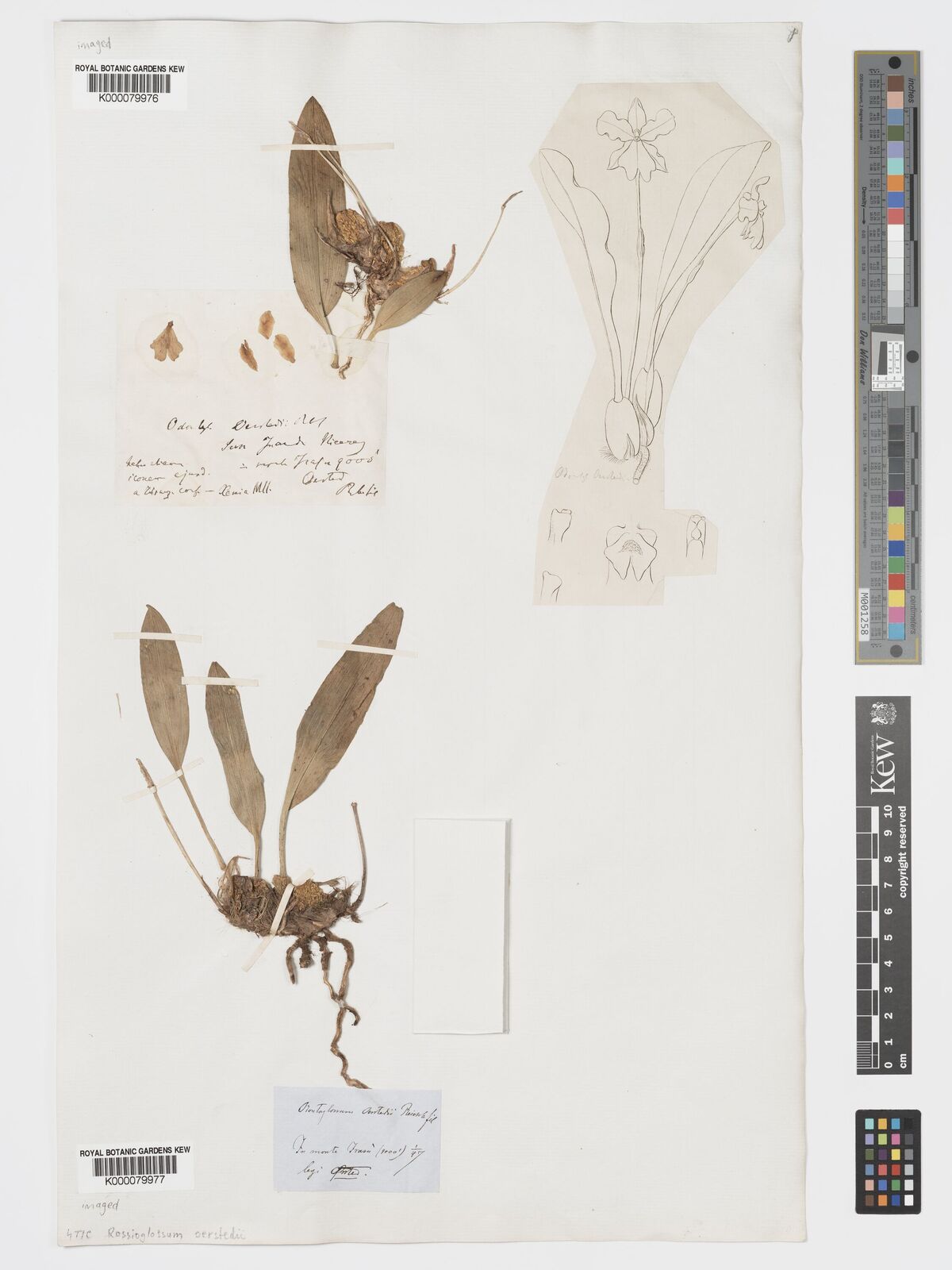 Kew Gardens K000079977:  Oersted, A.S. [s.n.] Costa Rica