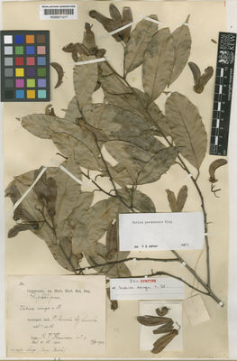 Kew Gardens K000671277:  Theunissen, A., V. [4] Borneo