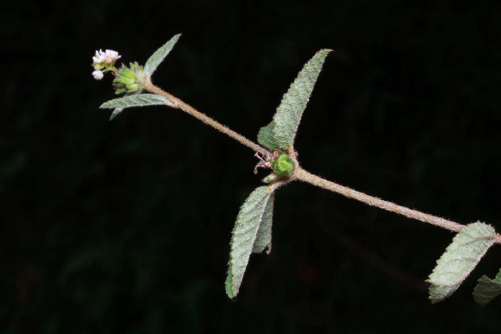 © copyright of the Board of Trustees of the Royal Botanic Gardens, Kew.