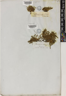 Kew Gardens K000885264:  Hooker, J.D. [s.n.] Australia