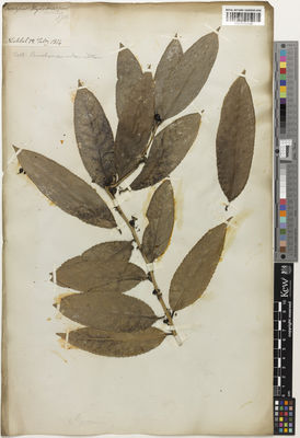 Kew Gardens K001132290:  Buchanan-Hamilton, F. [Cat. no. s.n.] India