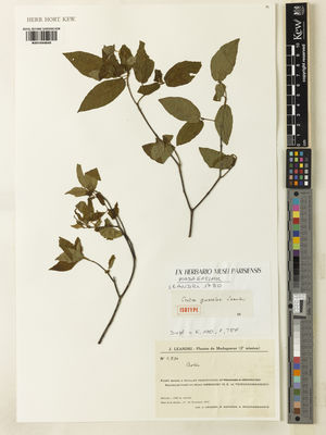 Kew Gardens K001044845:  Leandri, J.; Capuron, R.; Razafindrakoto, A. [1790] Madagascar
