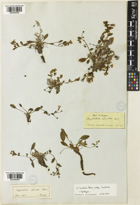 Kew Gardens K000998409:  Pinard, C. [s.n.] Turkey