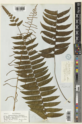 Kew Gardens K001094194:  Wallich, N. [29]