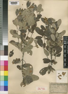 Kew Gardens K000419614:  Kassner, J. [3064] Congo, Republic of the