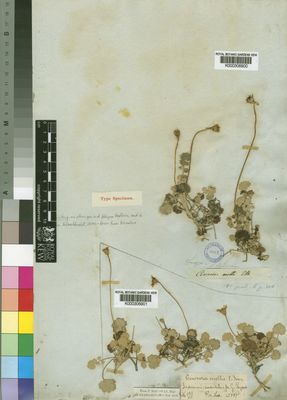 Kew Gardens K000306900:  Drege [s.n.] South Africa