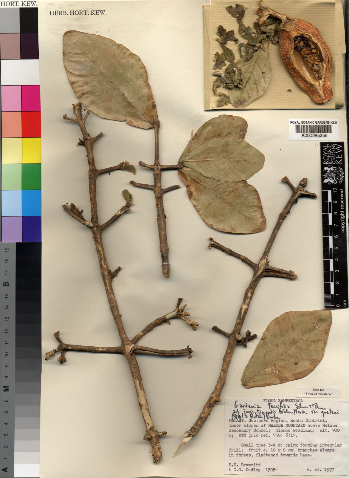 Gardenia ternifolia subsp. jovis-tonantis (Welw.) Verdc. | Plants of the  World Online | Kew Science