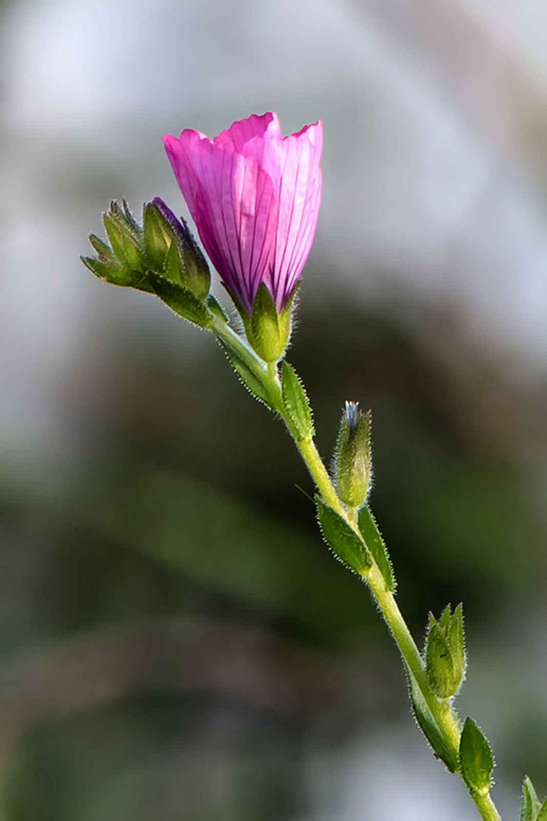 © copyright of the Board of Trustees of the Royal Botanic Gardens, Kew.