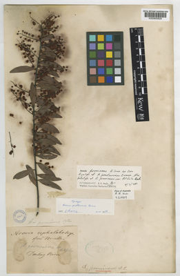 Kew Gardens K000800829:  s.coll. [s.n.] Australia