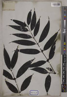 Kew Gardens K001125217:  s.coll. [Cat. no. 8313] Nepal