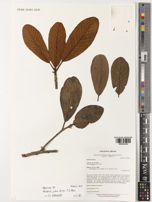 Kew Gardens K000994402:  Ribeiro, J.E.L.S.; Pennington, T.D.; Amaral, I.L.; Pereira, E., da C. [1909] Brazil