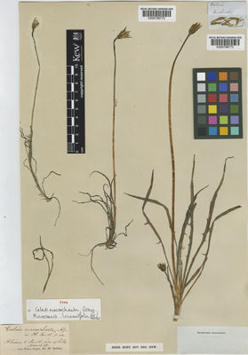 Kew Gardens K000796773:  s.coll. [s.n.] United States