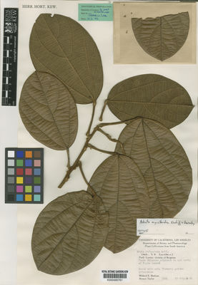 Kew Gardens K000485761:  Mathias, M.E.; Taylor, D. [5604] Peru