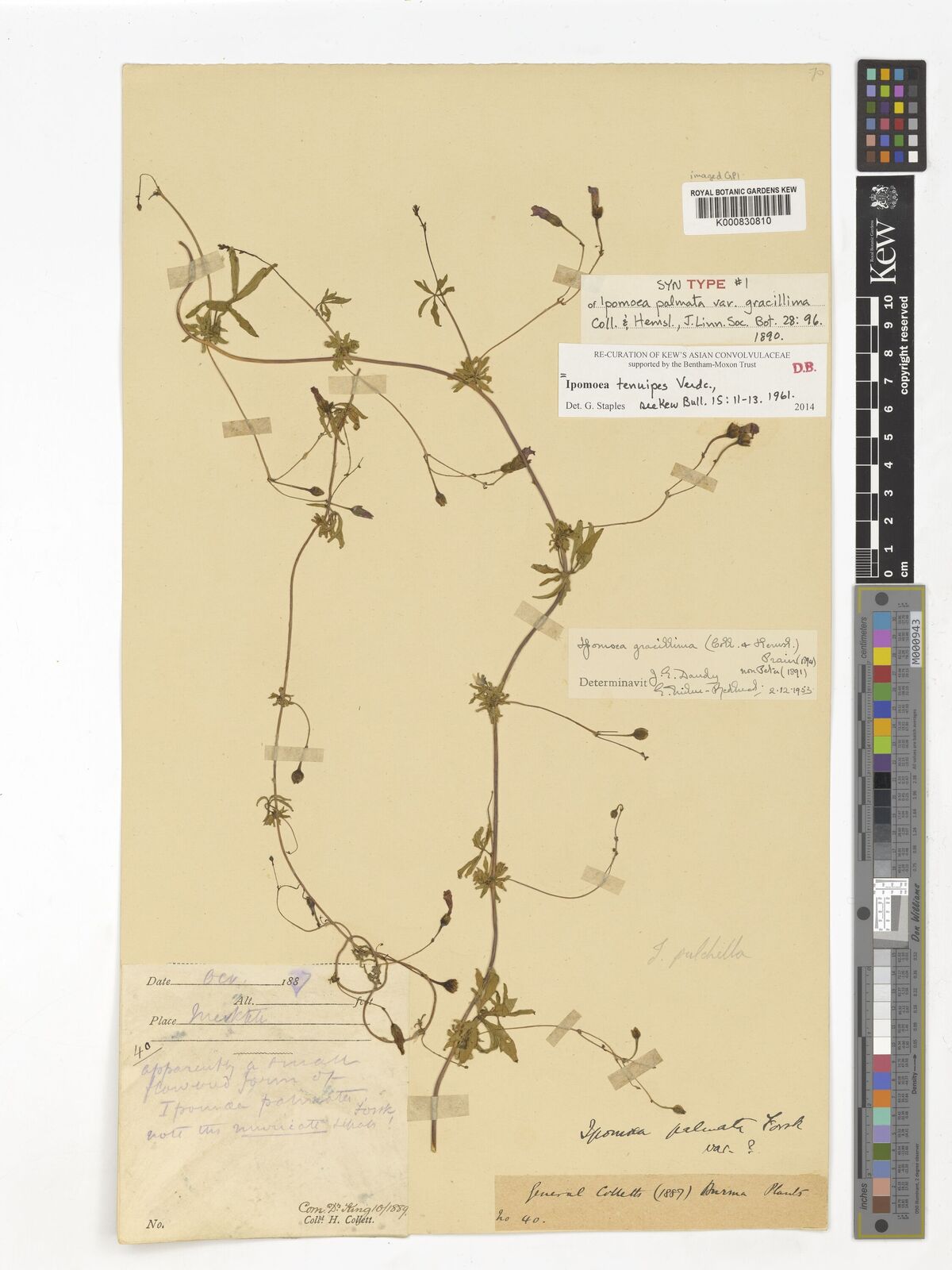 Kew Gardens K000830810:  Collett, H. [40] Burma