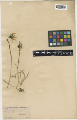 Kew Gardens K000802874:  Przewalski, N.M. [s.n.] China