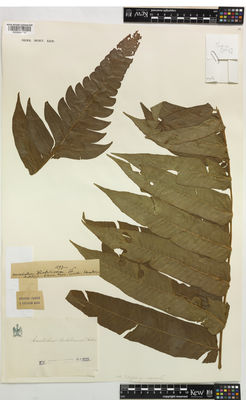 Kew Gardens K000894782:  Sodiro, L. [s.n.] Ecuador