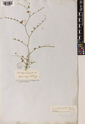 Kew Gardens K000998585:  Aucher-Eloy, P.M.R. [4357] Iran