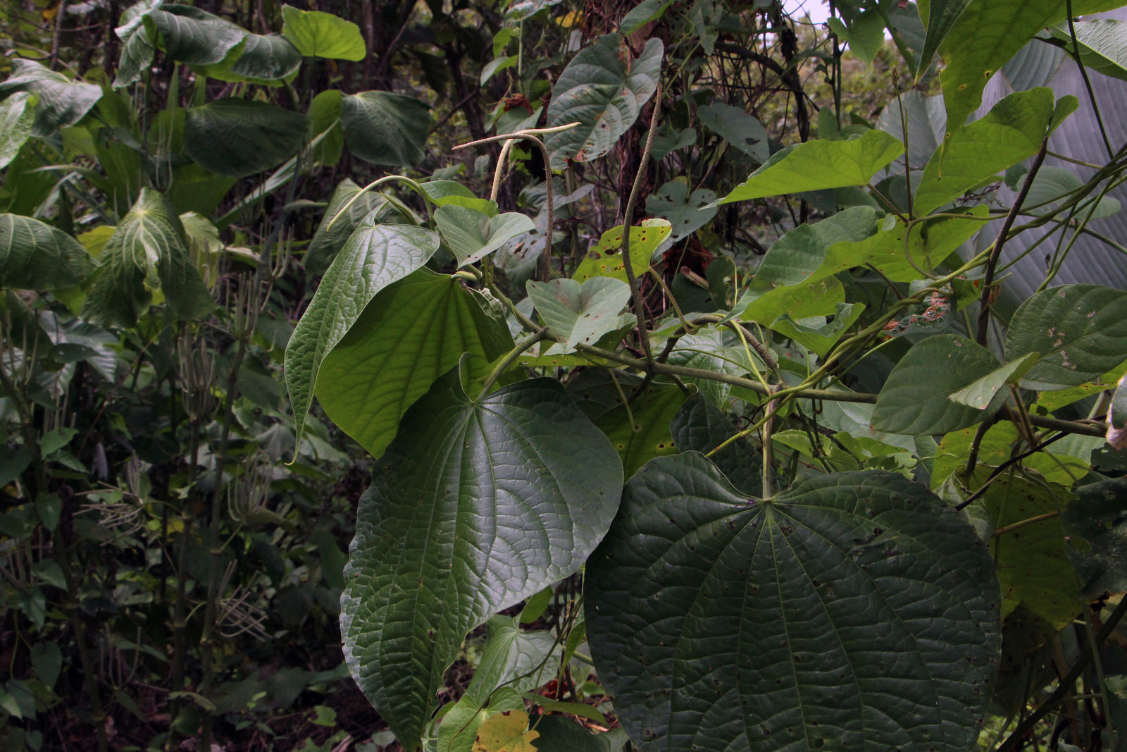 © copyright of the Board of Trustees of the Royal Botanic Gardens, Kew.