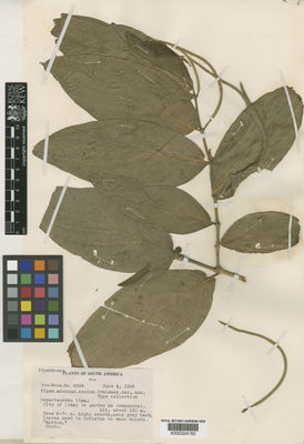 Kew Gardens K000324150:  Ynes Mexia [8094] Peru