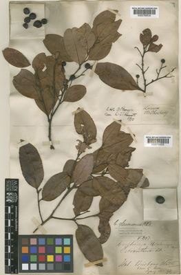 Kew Gardens K000768534:  Brown, R. [s.n.] Australia