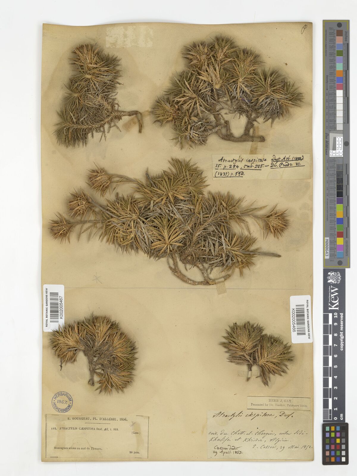 Atractylis caespitosa