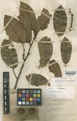 Kew Gardens K000671330:  Hallier [3399] Borneo