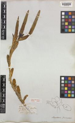 Kew Gardens K000793162:  s.coll. [1431] Colombia