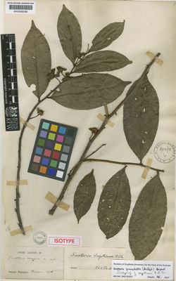 Kew Gardens K000582089:  Sagot [s.n.] French Guiana