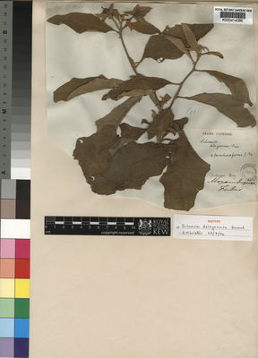 Kew Gardens K000414086:  Forbes [s.n.] Mozambique