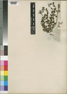 Kew Gardens K000414649:  Drege [s.n.] South Africa