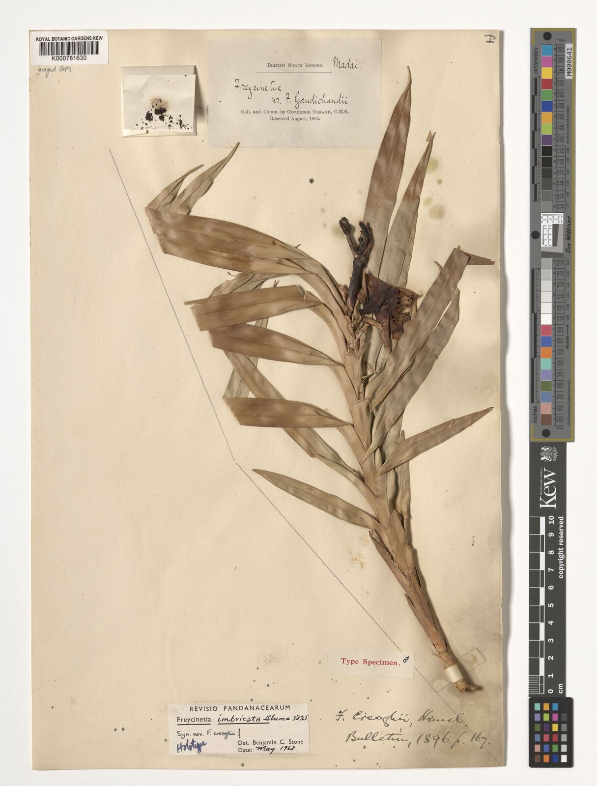 Freycinetia imbricata
