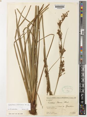 Kew Gardens K000662806:  Humbert, H.; Swingle, C.F. [4995] Madagascar