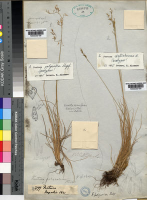 Kew Gardens K000032189:  s.coll. [s.n.]