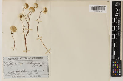 Kew Gardens K000899212:  Forrest, J. [s.n.] Australia