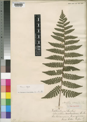 Kew Gardens K000351090:  Gilpin, H. [s.n.] Madagascar