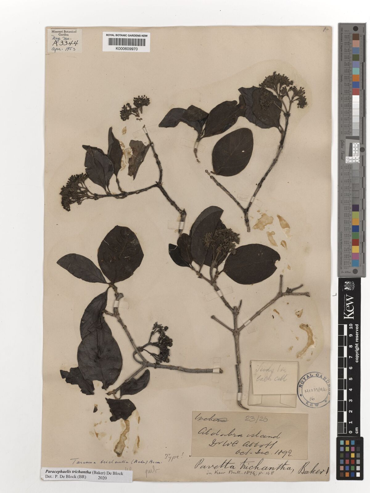 Kew Gardens K000609970:  Abbott, W.L. [s.n.] Madagascar
