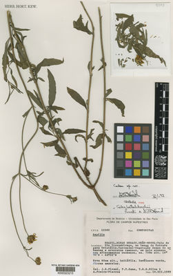 Kew Gardens K000323215:  Pirani, J.R., et al. [CFCR 12389] Brazil