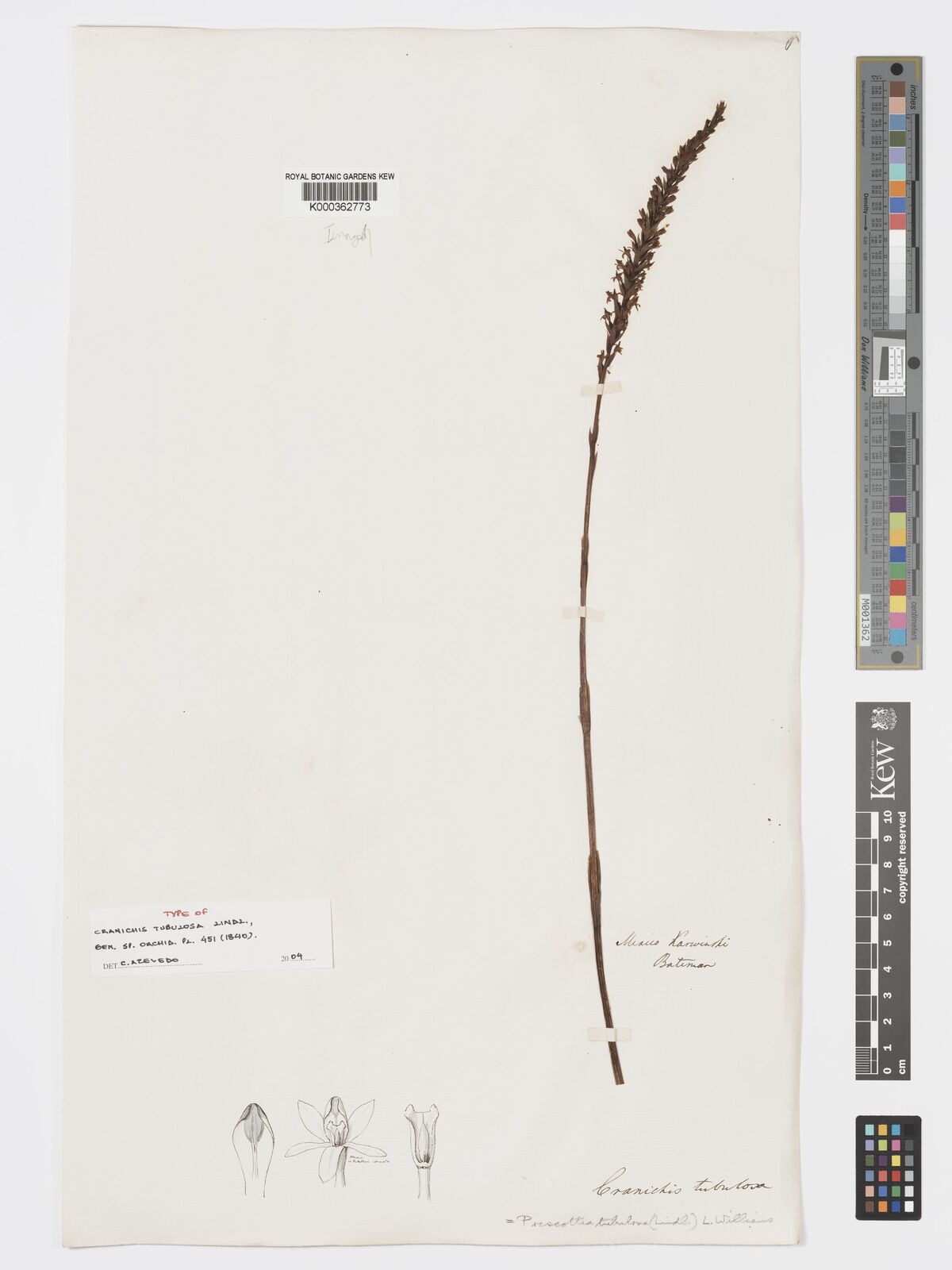 Kew Gardens K000362773:  Bateman [s.n.] Mexico